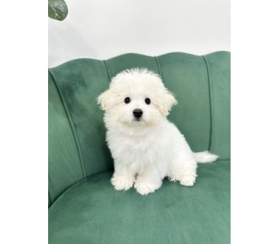 꼬숑(송이)(분양완료)